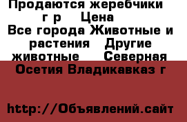 Продаются жеребчики 14,15 16 г.р  › Цена ­ 177 000 - Все города Животные и растения » Другие животные   . Северная Осетия,Владикавказ г.